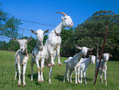 The Peaceable Kingdom: Raising Goats and Pigs Image